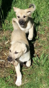 two female anatolian shepherd puppies