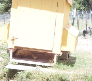 puppy in a chicken coop