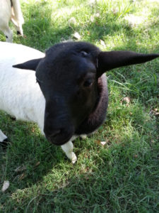 one month old Dorper ram lamb