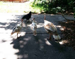 barred rock chicken and three hybrid turkeys