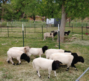 lambs separated from their mothers