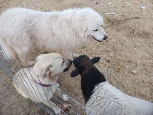 two dogs and a ram lamb