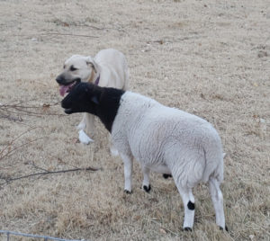 a ram lamb and a puppy