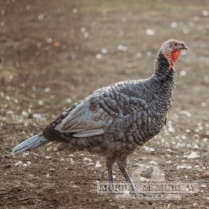 blue slate turkey