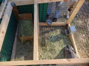 rabbit in a mobile coop with a birthing box