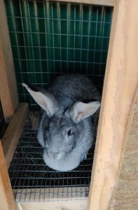 American Chinchilla rabbit