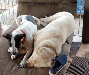 two puppies on a couch