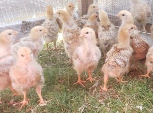 2 week old chicks