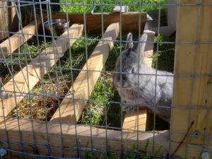 3 week old American Chinchilla rabbit