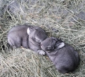 two week old bunny babies