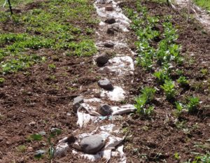 a garden with fava beans sprouting