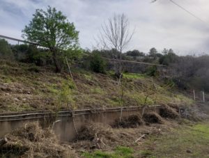 my raspberry hillside without johnson grass