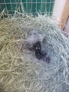 four baby rabbits in a grass burrow