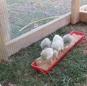 blue slate turkey poults eating