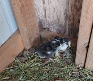 4 day old chicks