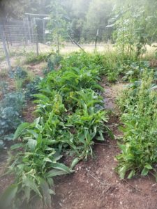 a row of comfrey plants