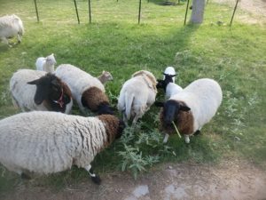 sheep eating comfrey