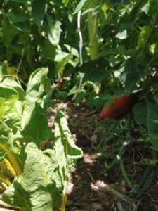 plants in the garden, including a pimento pepper and chard