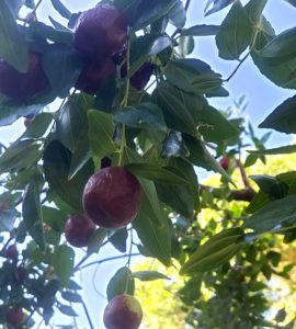 jujube fruit on the tree