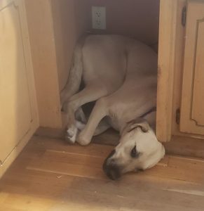 a dog sleeping strangely in a cubbyhole