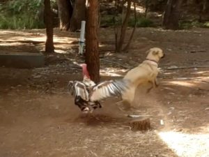 a turkey attacking a dog