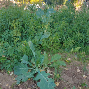 collards and tomatoes